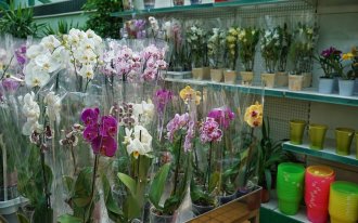 Болезни орхидеи фаленопсис